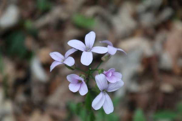 Fiori di Primavera