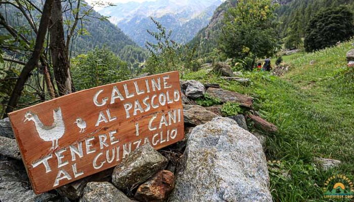 Trekking Valsesia Valle Vogna attenzione alle galline