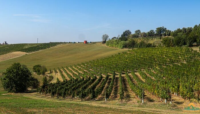 Trekking Vigne Uva Vino Castagnole Monferrato Ruchè trek vini Lifeintrek