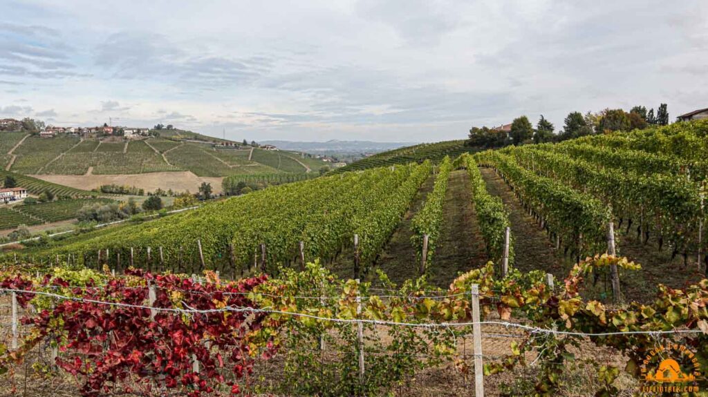 trekking Neive Barbaresco Trek Vigne Lifeintrek