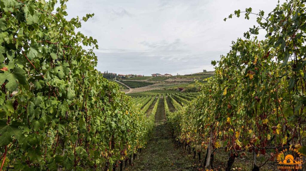 Trekking Neive Vigneto Trek Vendemmia uva Lifeintrek