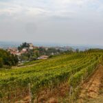 Trek Barolo Monforte Alba Trekking Lifeintrek Vigne Escursionismo Santa Maria Della Versa Golferenzo Vigneti