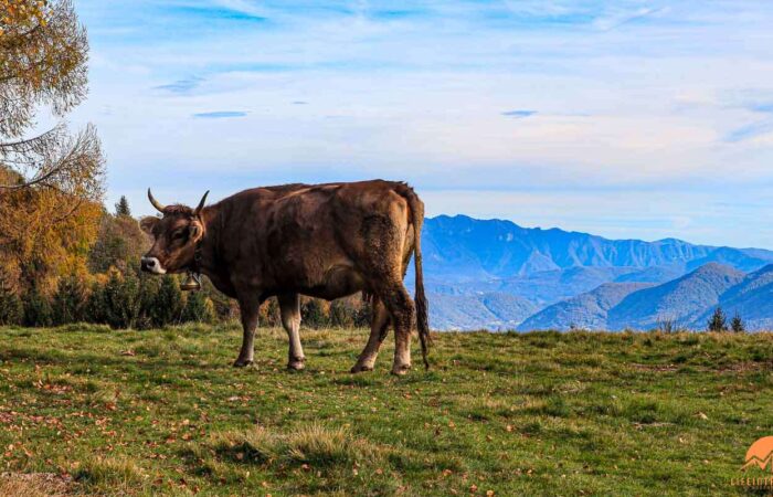 Lago Maggiore Trekking Viggiona Monte Pianbello Tremeno Trek Lifeintrek Panchina Monte Carza Piemonte Autunno Primavera