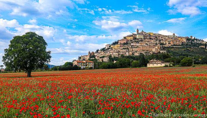 Trevi Umbria Campo di Papaveri