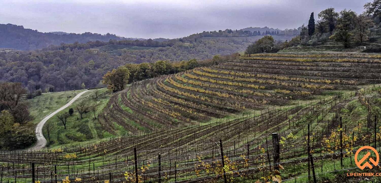 montevecchia curone brianza trek in lombardia vigne colline e rosmarino gruppo trekking Milano legnano gallarate varese