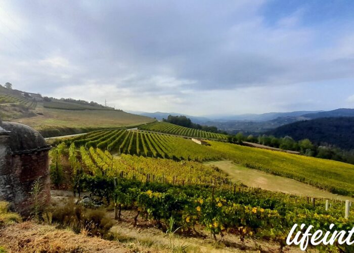 Trekking Langhe Moscato Brachetto trek colli vigne giro del Moscato