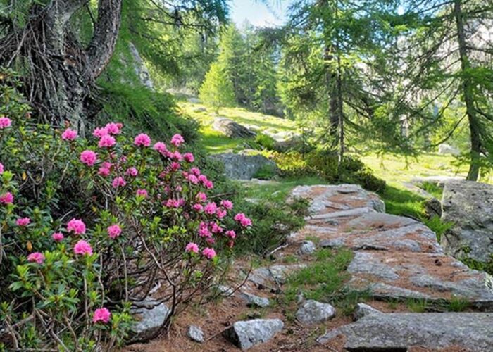 Sentieri Valle di Gressoney