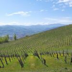 Sentiero Madonna Del Monte Escursione in Val Tidone Montalbo Ortrugo Val Tidone Trekking Colline Vigneti