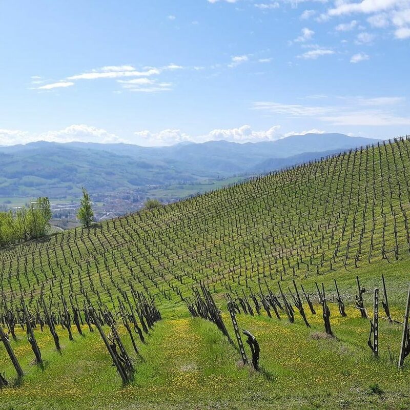 Sentiero Madonna Del Monte Escursione in Val Tidone Montalbo Ortrugo Val Tidone Trekking Colline Vigneti