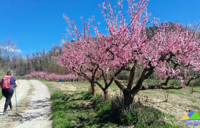 Albero in Fiore