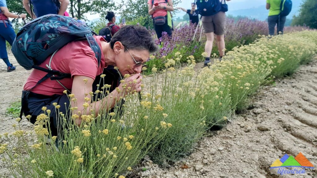 Life In Trek Camminare Tra le Erbe Officinali