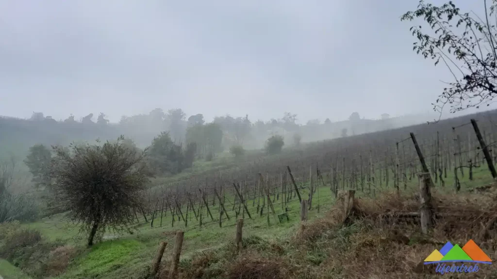 Trekking ed escursioni vigneti Oltre Po Pavese Pavia