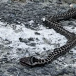 Vipera di Montagna