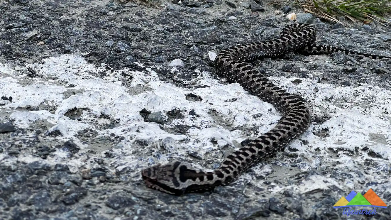 Vipera di Montagna