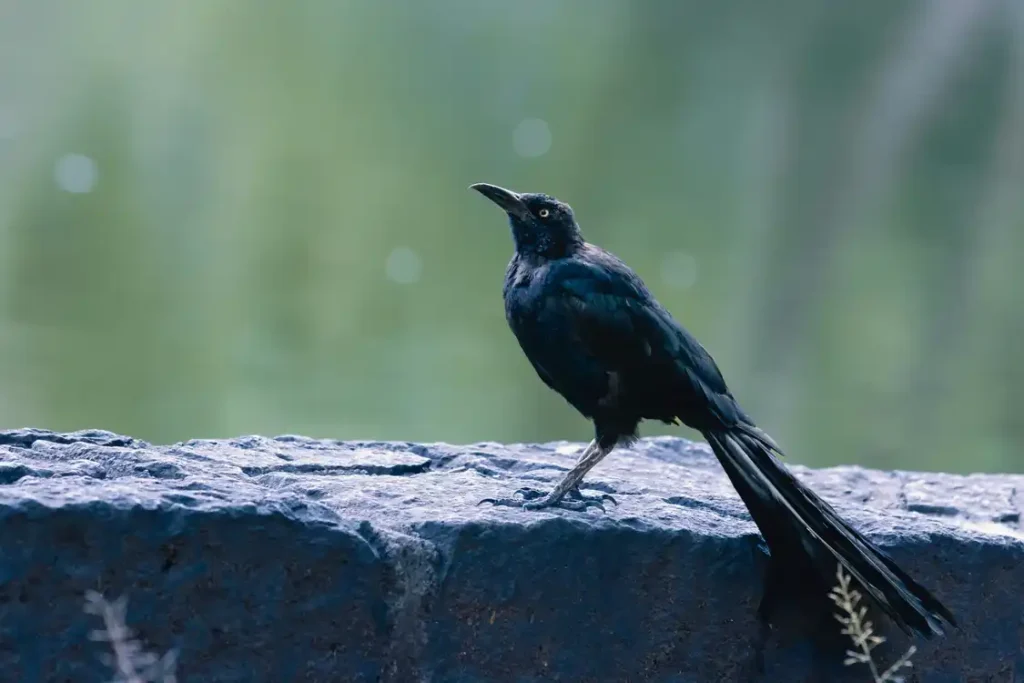 Tre Giorni Della Merla Gennaio The three days of the blackbird