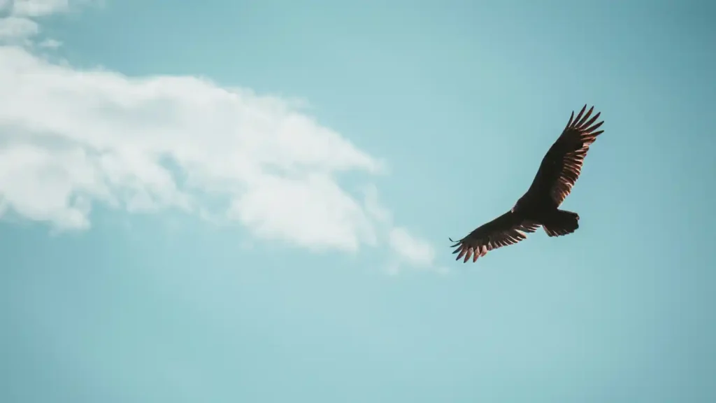 Gipeto, uno dei rapaci delle Alpi con la più grande apertura alare, lo sapevi che non è che un'avvoltoio e quello più famoso è in Valle Maira