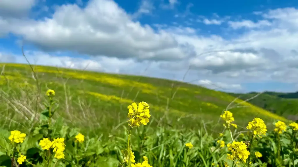 Equinozio di primavera non una data nel calendario, ma significato di cambiamento della natura e delle stagioni, tra cultura e tradizioni.