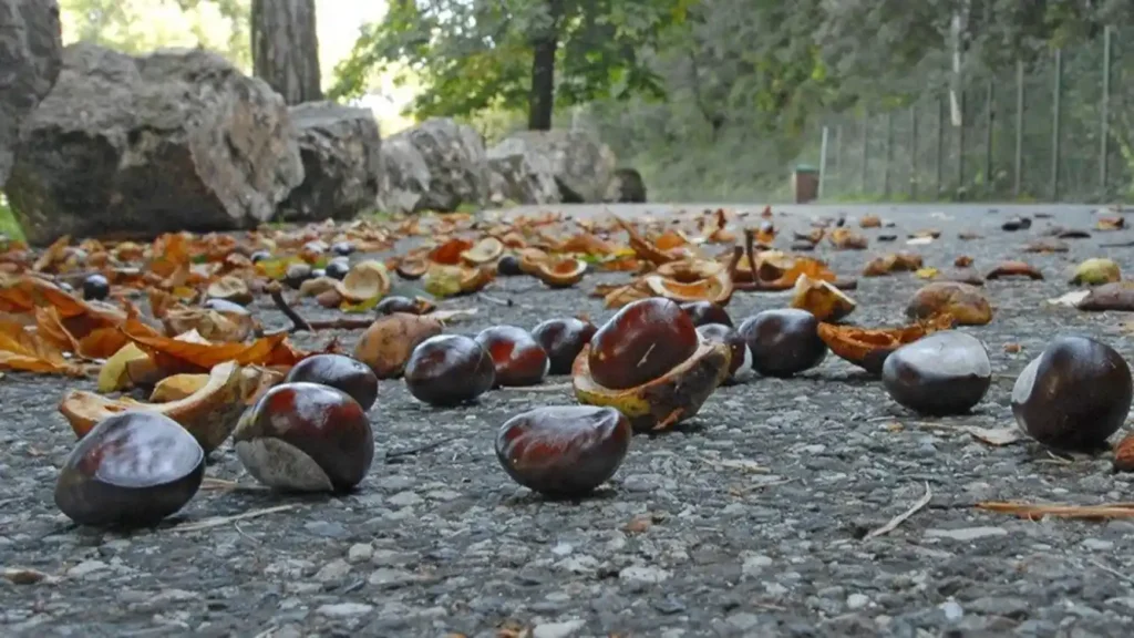 Sentiero dei castagni Val Pelice, dove si trova, itinerario, dove partire, come raggiungere questo particolare a panoramico itinerario