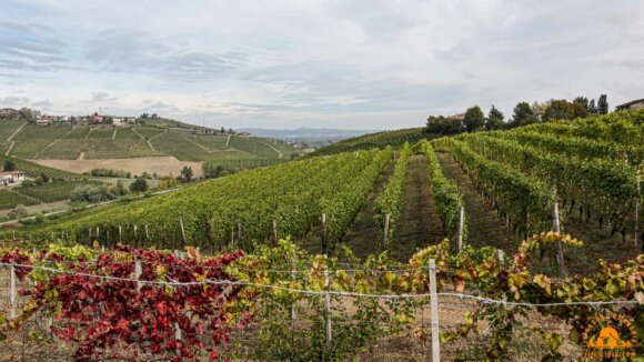 Trek Del Barbaresco Domenica 12 Novembre 2023